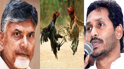 Political Sankranti in AP | ఏపీలో పొలిటికల్ పందెం కోళ్లు.. టికెట్ల కోసం సై అంటే సై అంటున్న నేతలు!