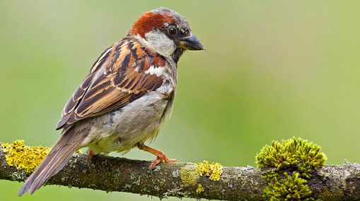 Sparrows : పిచ్చుకమ్మా.. ఎక్కడున్నావమ్మా..!