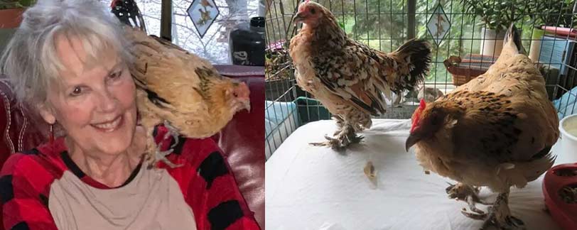 hen story
