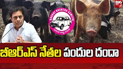 BRS Leaders Pig Scam In Jadcherla : ఆఖరికి పందులనూ వదల్లేదు.. జడ్చర్లలో బీఆర్ఎస్ నేతల భారీ స్కామ్..