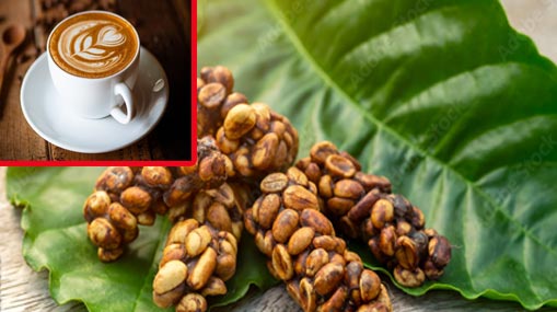 Civet Coffee : పిల్లి మలంతో కాఫీ.. ప్రపంచంలోనే అత్యంత ఖరీదు.. ఎలా తయారు చేస్తారంటే?