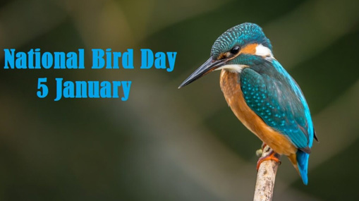 National Bird Day : ప్రమాదం అంచున పక్షి జాతులు..