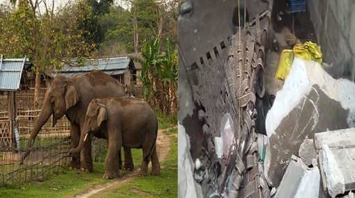 Elephant Attack : చిత్తూరు జిల్లాలో ఏనుగుల విధ్వంసం.. ఇల్లుపై దాడి..