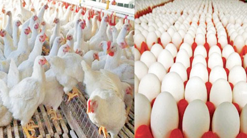 Chicken and Eggs Price: నాన్ వెజ్ ప్రియులకు గుడ్ న్యూస్.. భారీగా తగ్గిన చికెన్, గుడ్ల ధరలు