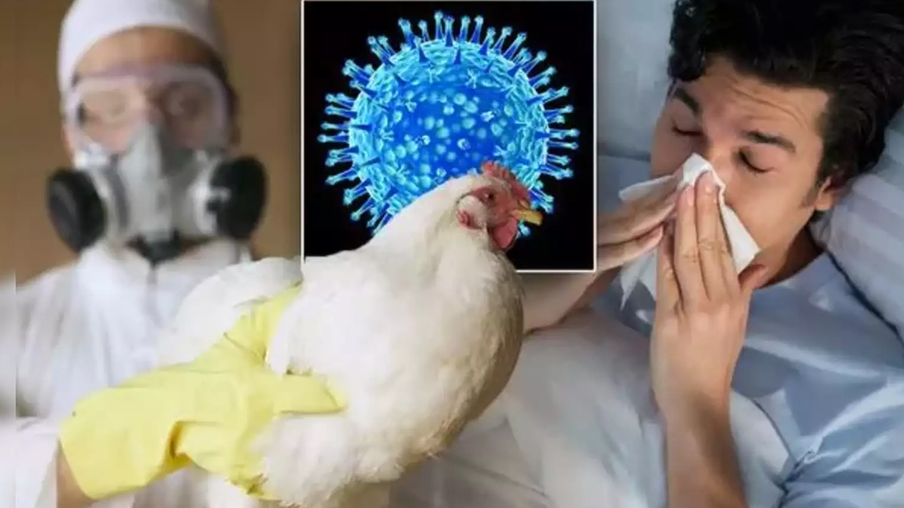 bird flu virus