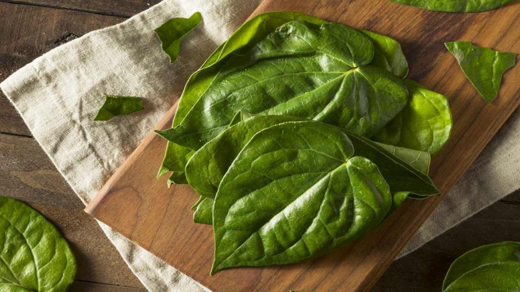 Betel leaf benefits