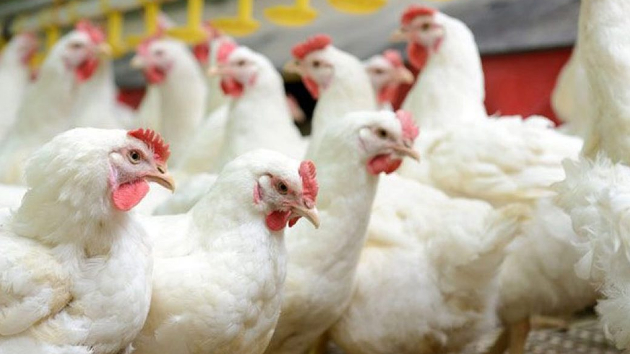 Chicken Rates in Andhra Pradesh