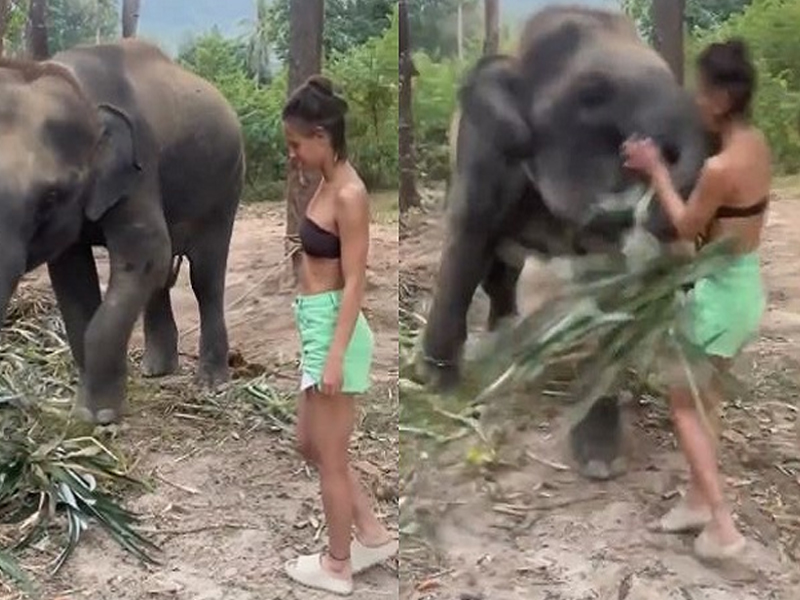 Elephant Attacks on Woman: ఏనుగుతో ఫోటో దిగాలనుకో.. రిస్కైన పర్లేదు.. కానీ దాంతో ఆటలాడితే.. ఇలాగే ఉంటుంది