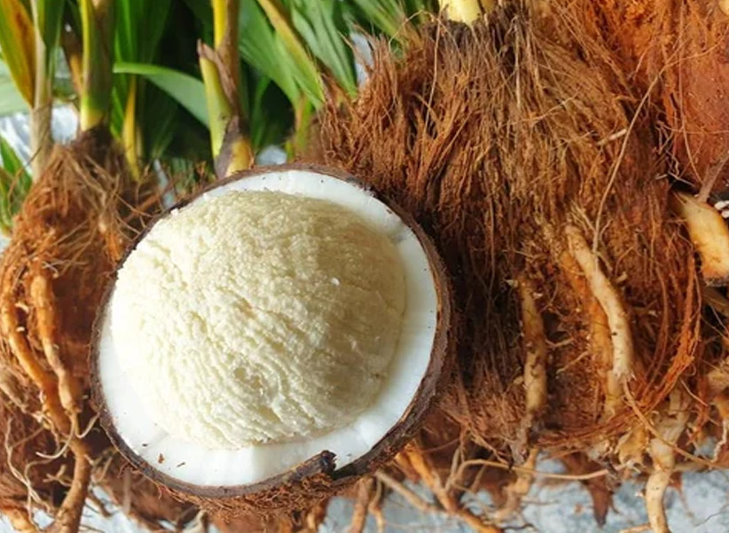 Coconut Flower Benefits: కొబ్బరి పువ్వుతో ఎన్ని లాభాలో తెలుసా..?