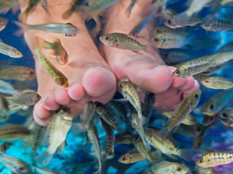 Fish Pedicure : ఫిష్ పెడిక్యూర్.. యమ డేంజర్ గురూ..!