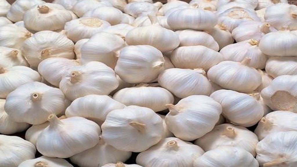 Garlic price today