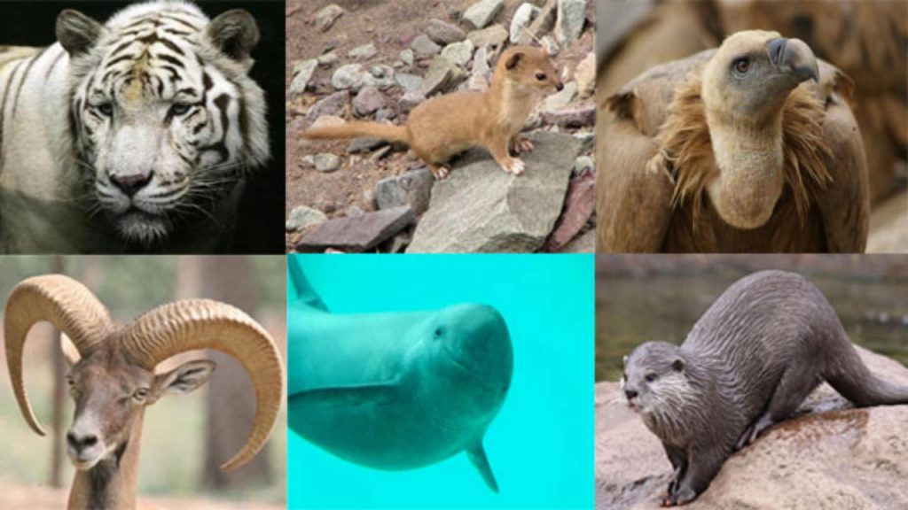 Pakistan Rare Animals