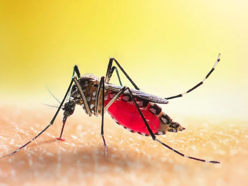 Mosquitoes : దోమలు లేని ప్రపంచం ఎలా ఉంటుందో తెలుసా..?