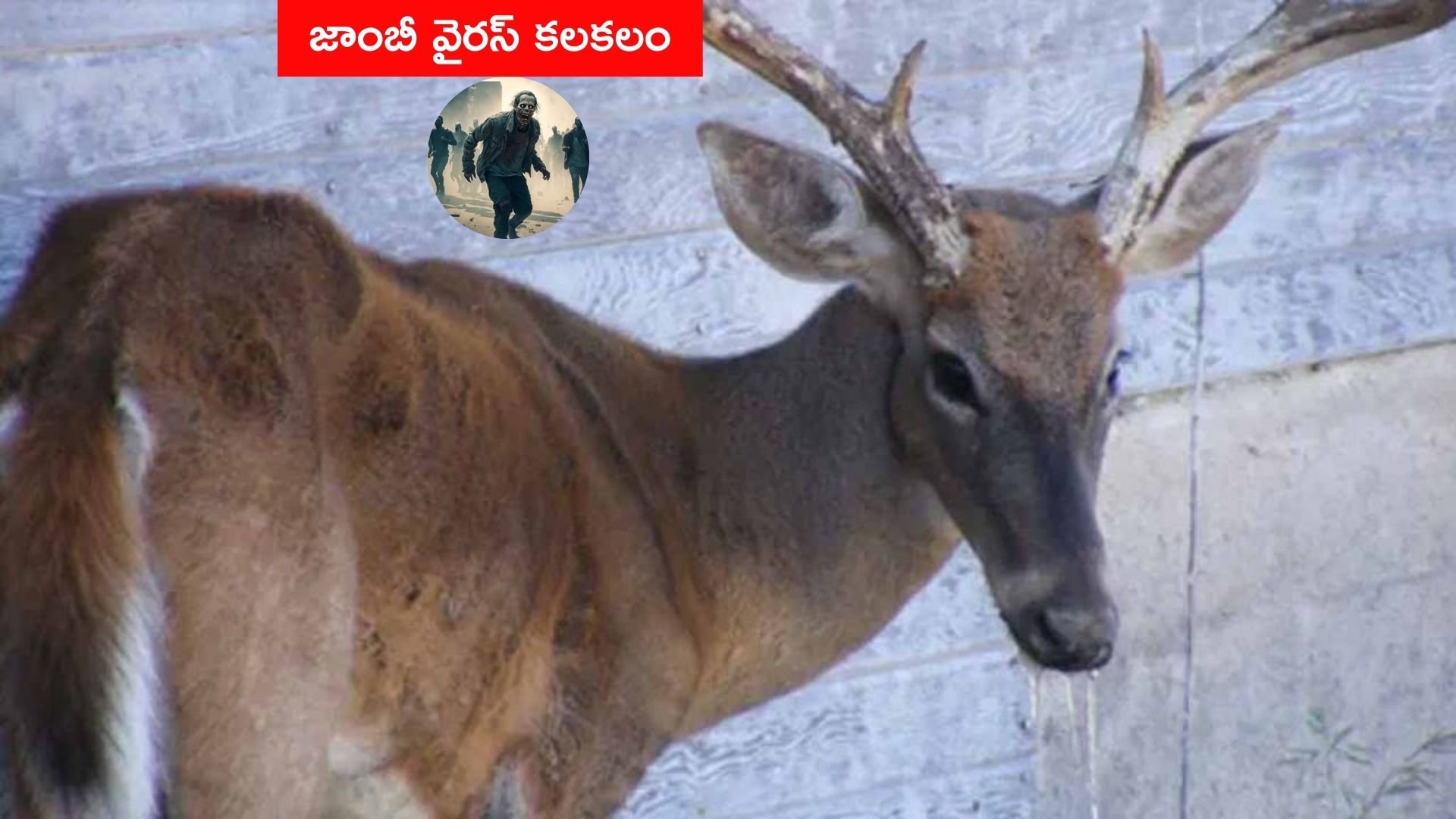 Zombie Deer Disease: అమెరికాలో మరో కొత్త జాంబీ వైరస్ కలకలం.. మనుషులకు సోకే చాన్స్