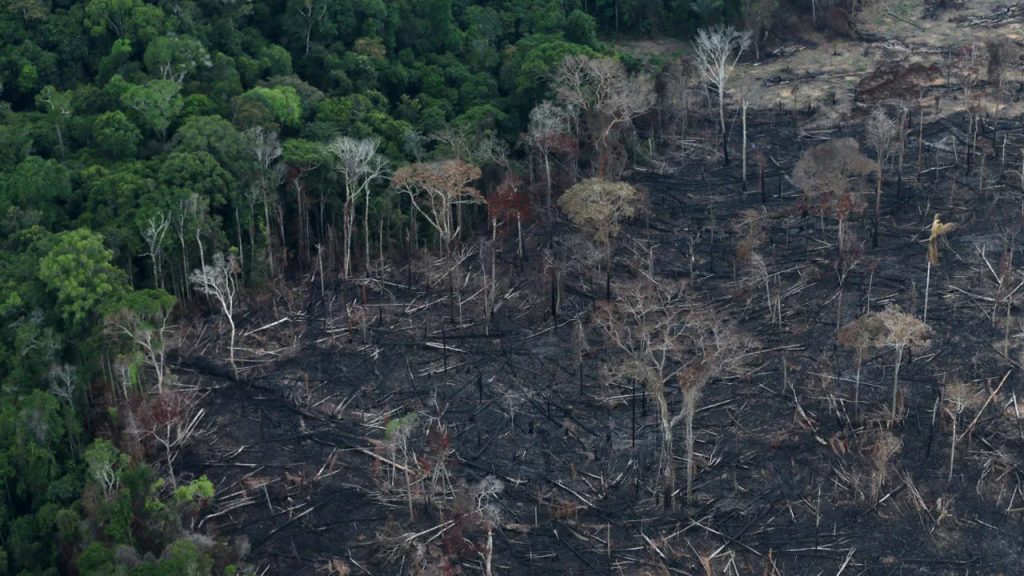 Amazon Forest 