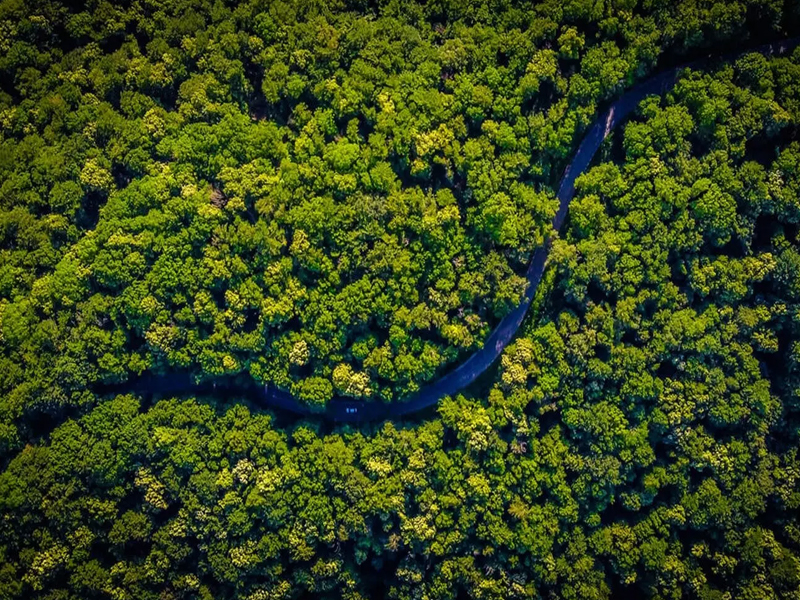 Amazon Forest : అమెజాన్ అడవులు ఇక మాయం!