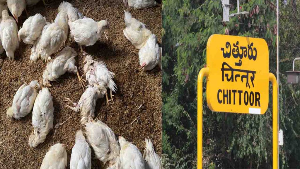 Bird Flu in Chittoor District