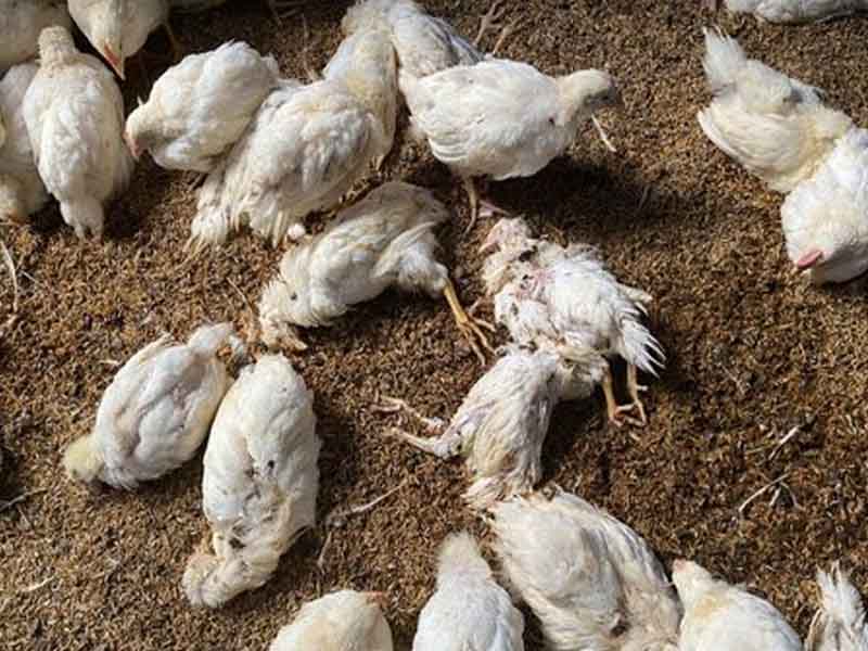 Bird Flu in Chittoor District: చిత్తూరు జిల్లాలో బర్డ్‌ఫ్లూ కలకలం..  ఆందోళనలో పౌల్ట్రీ రైతులు