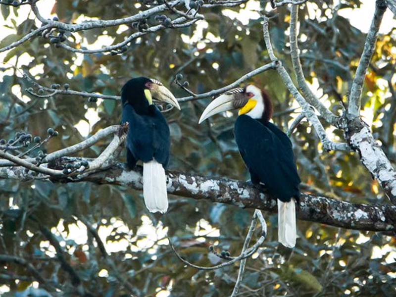 Hornbills birds love story: ఈ వాలెంటైన్స్ డేకి అందమైన ప్రేమకథ.. మీ హృదయాన్ని కరిగించే హార్న్‌బిల్స్ పక్షుల ప్రేమ కథ