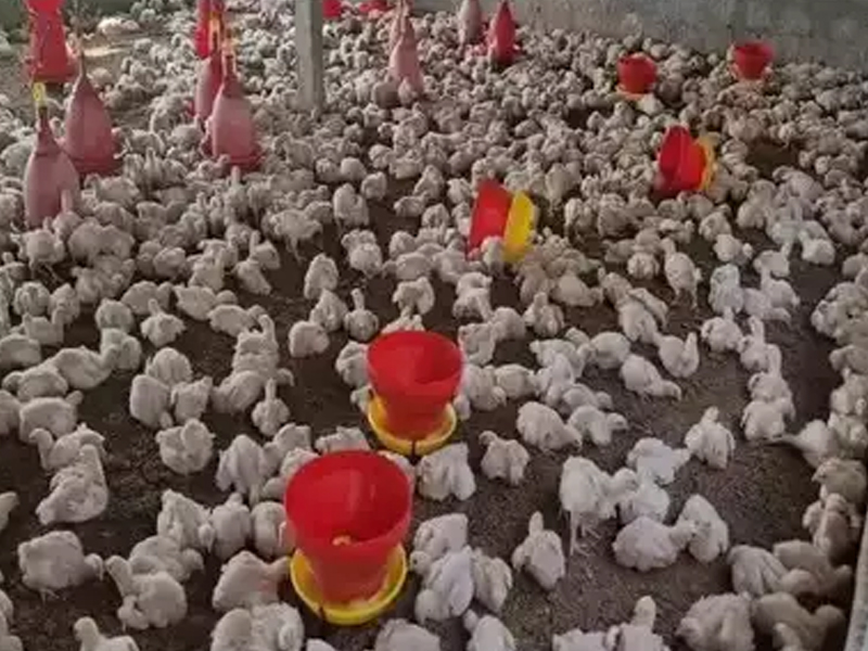 Bird Flu in Andhra Pradesh: బర్డ్ ఫ్లూ నియంత్రణపై ఫోకస్.. మూడ్రోజులు చికెన్ షాపులు బంద్!