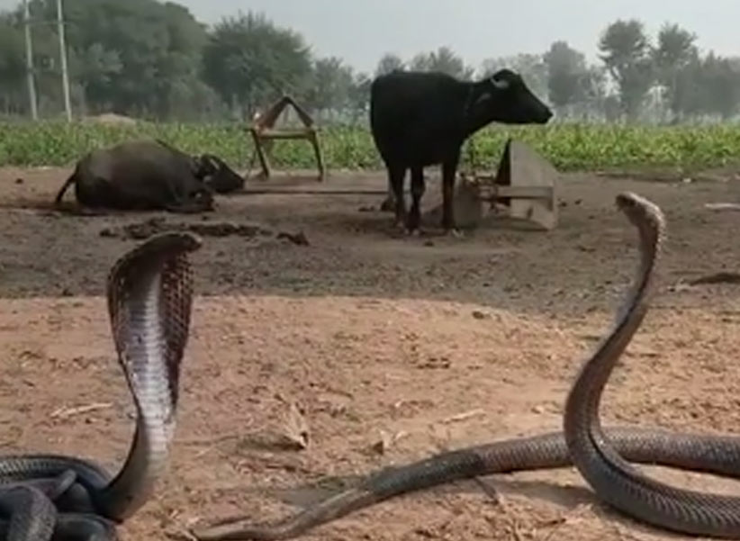 Black King Cobra’s Dance: ఆదమరచి నాట్యం చేస్తున్న బ్లాక్ కింగ్ కోబ్రాలు.. వీడియో చూస్తే షాకే!