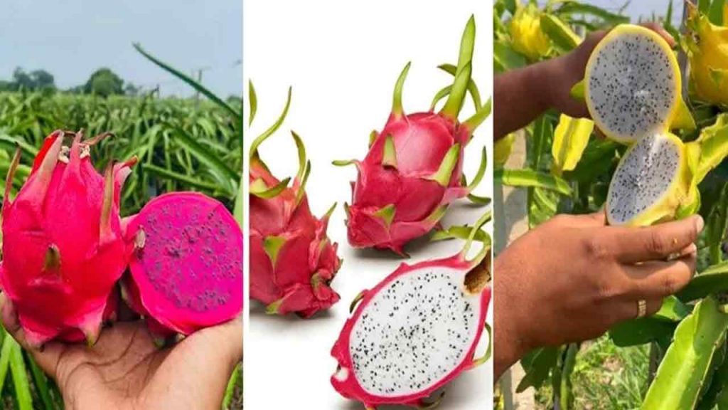 Dragon Fruit Cultivation 