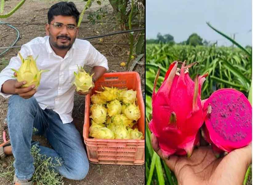 Dragon Fruit Cultivation : కరువు జిల్లాలో కనకవర్షం!