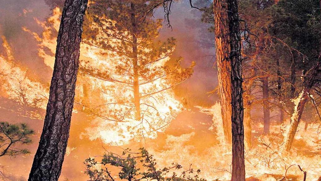 Chile wildfires news