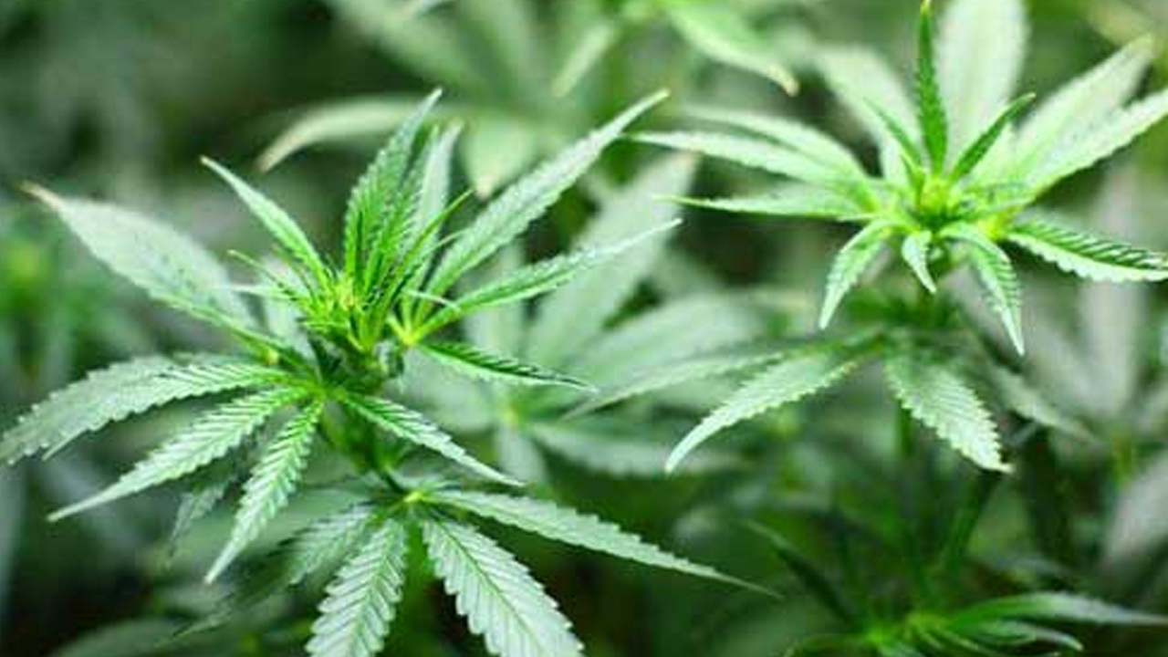 German legalise recreational cannabis