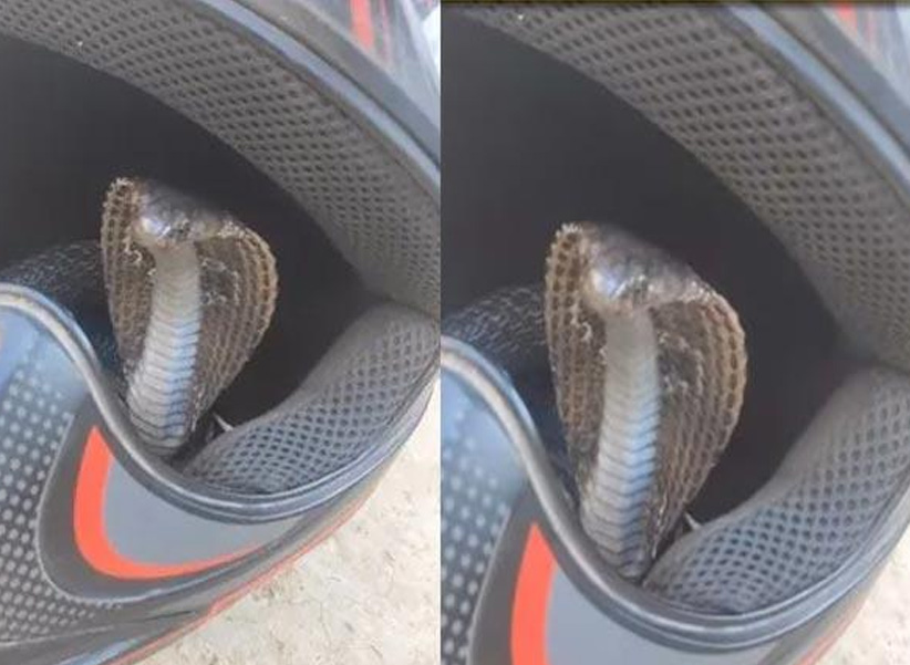 Snake In Helmet : హెల్మెట్‌లో దూరిన పాము.. జస్ట్‌మిస్..!