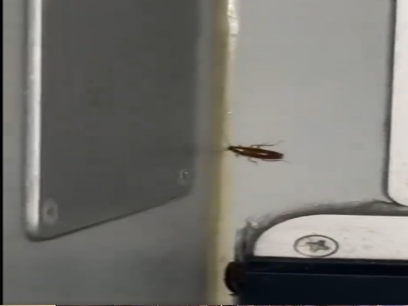 Video of cockroaches on Indigo Airlines flight going viral