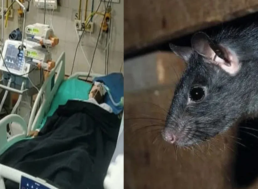 Rats Bites ICU Patient: నేను రాను బిడ్డో కామారెడ్డి దవాఖానకు.. ఐసీయూలో పేషంట్ ను కరిచిన ఎలుకలు