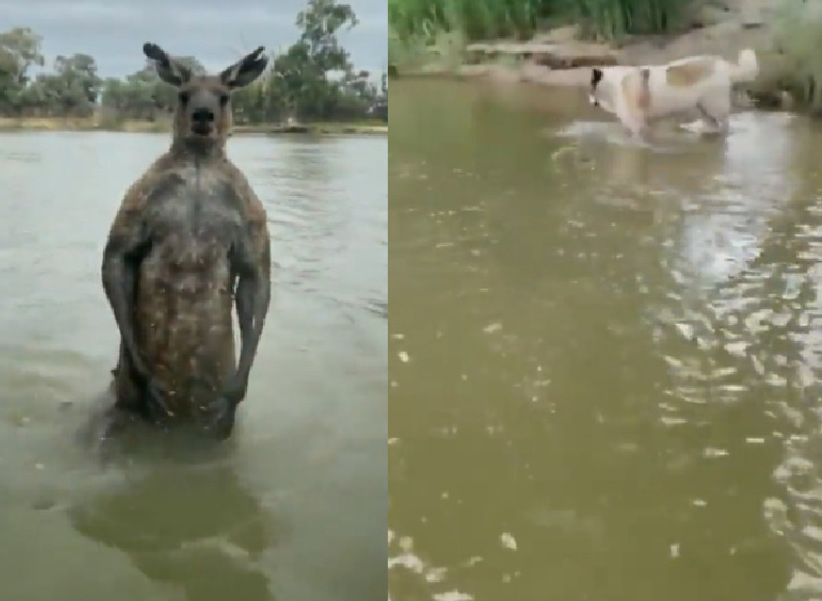 Man Fights with Kangaroo: కుక్కను కిడ్నాప్ చేసిన కంగారు.. విడిపించటానికి దానితో ఫైట్ చేసిన వ్యక్తి!