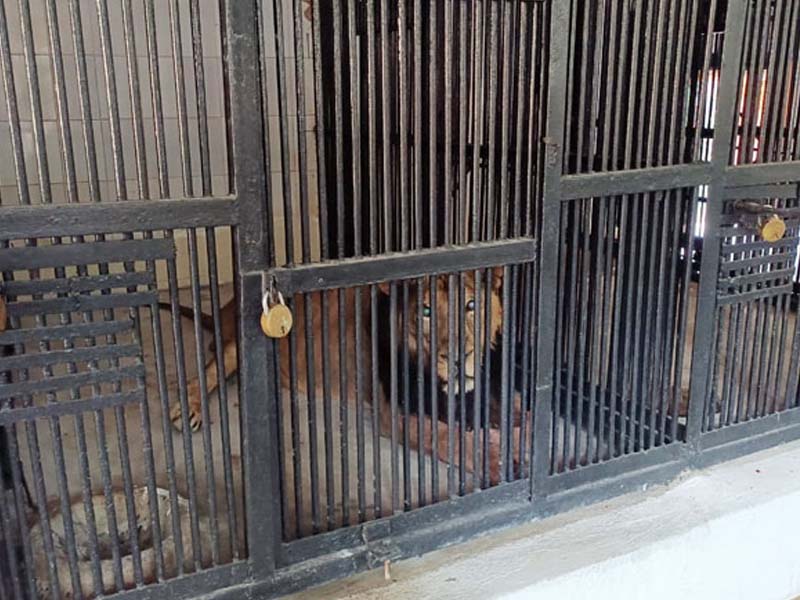 Lion Killed a man in Tirupati: తిరుపతిలో దారుణం.. సింహం దాడిలో వ్యక్తి మృతి