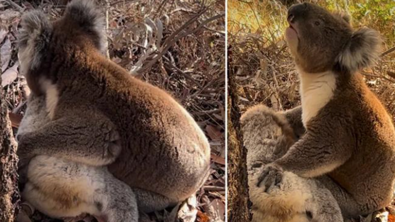 koala-mourning-death-companion-heartbreaking-video-viral