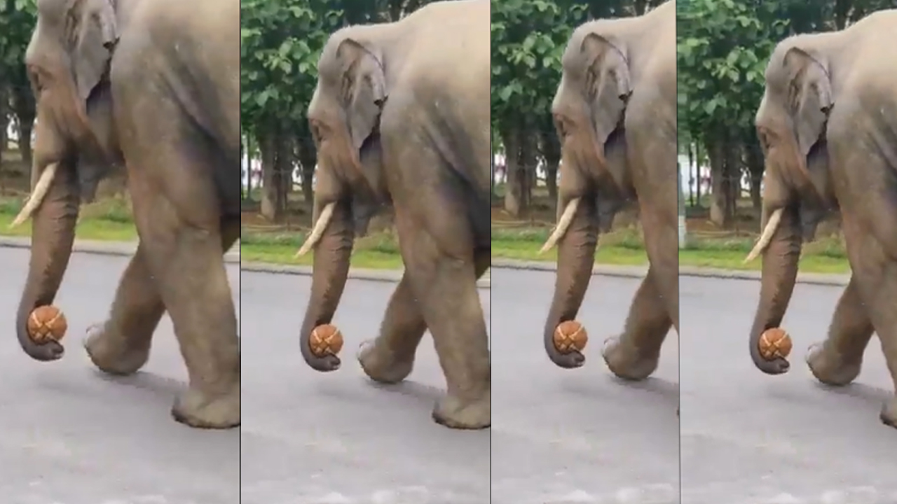 Elephant Playing With Basketball