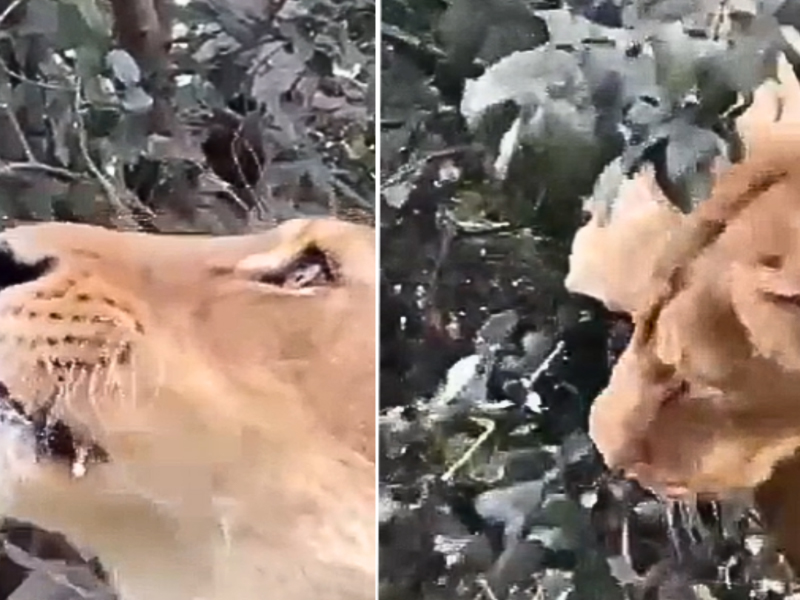 Lion Eating Leaves : ఆకులు తింటున్న సింహం.. వైరల్ వీడియో!