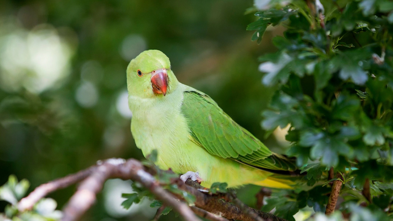 Parrot fever spreading in European countries