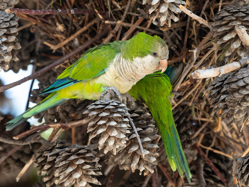 ‘Parrot Fever’ Outbreak In Europe: యూరప్ దేశాలలో విజృంభిస్తున్న పారెట్ ఫీవర్