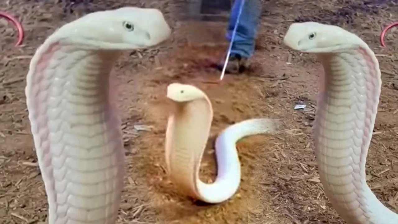 Cobra Viral Video