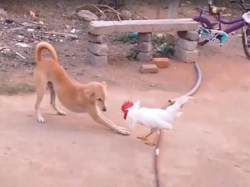 Dog Vs Cock: ముక్కు నెలకు రాస్తూ కోడిపుంజు రంకెలు.. పట్టనట్టు పడుకున్న కుక్క.. ఫన్నీ వీడియో