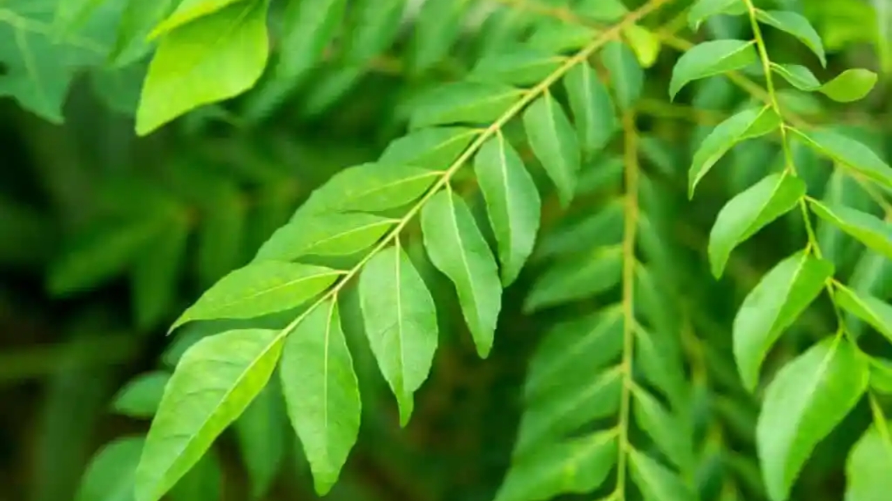 curry leaves 