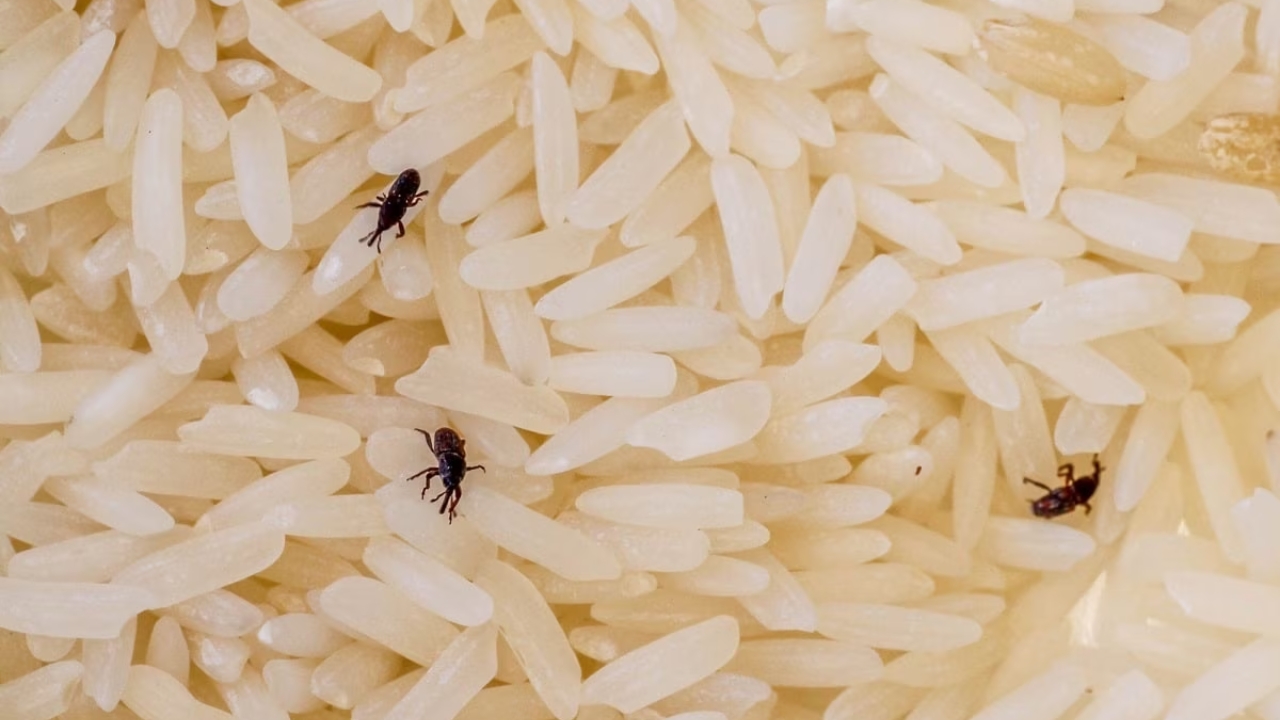 Best Tips to Get Rid of Insects in Rice