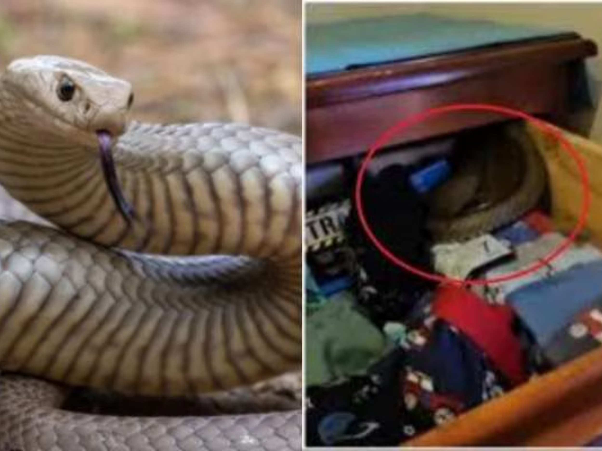 Brown Snake in Cupboard: చెడ్డీల పెట్టెలో పాము.. చూసి గుండె ఆగినంత పనైంది!