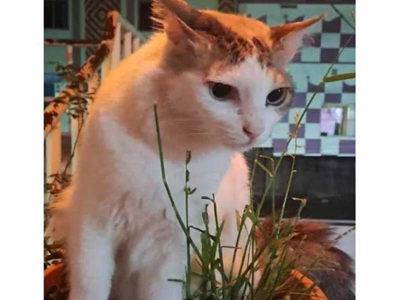 Cat Missing: మా పిల్లి ఎక్కడో తప్పి పోయింది.. కనిపిస్తే చెప్పండి ప్లీజ్.. ఊరంతా పోస్టర్లు