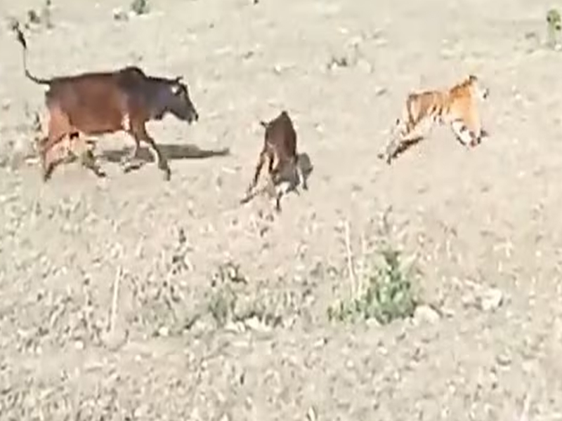 Cow Chases Tiger : పులిని పరిగెత్తించిన ఆవు.. వైరల్ అవుతున్న వీడియో!