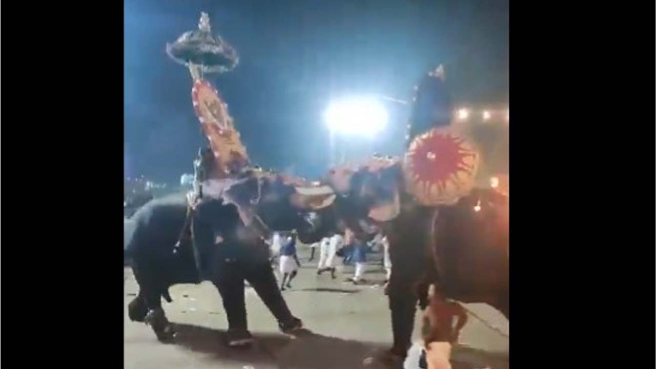 Elephants Fighting