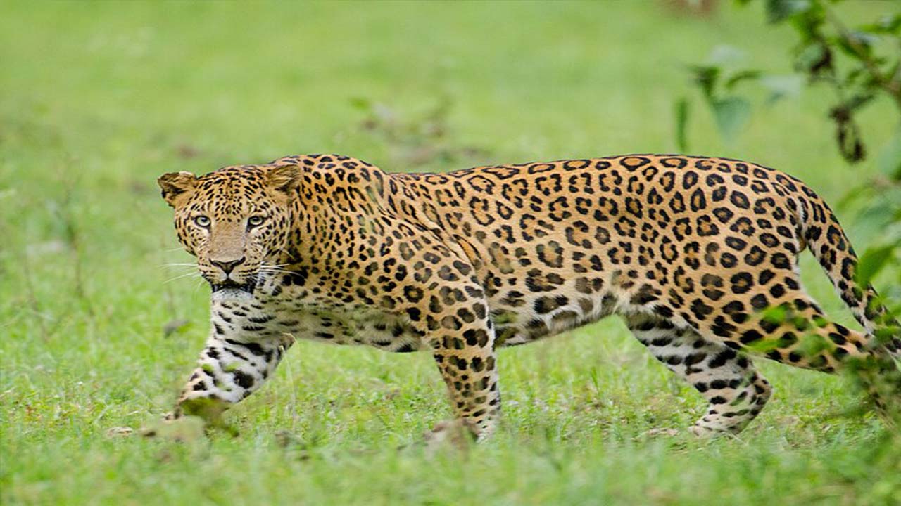 Kid who trapped a leopard in the room, netizens are shocked by his intelligence.