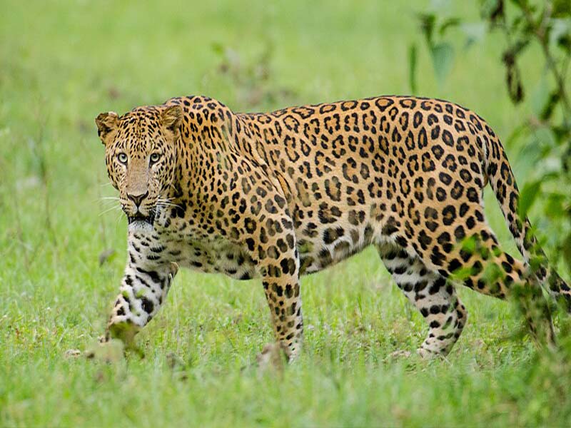 Kid Locked Leopard in Room: చిరుతపులిని బంధించిన బుడ్డోడు.. వీడి ధైర్యానికి నెటిజన్లు ఫిదా