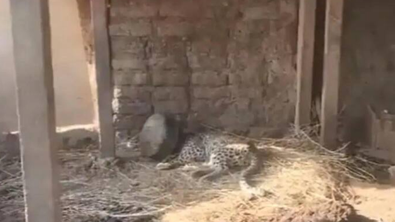 Leopard Head Stuck in Vessel 